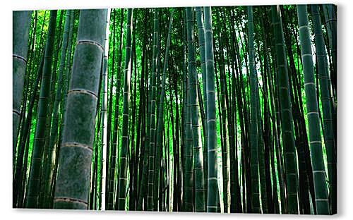 бамбук
