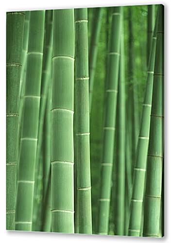 Картина маслом - Bamboo - Бамбук
