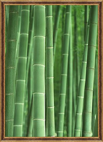 Картина - Bamboo - Бамбук
