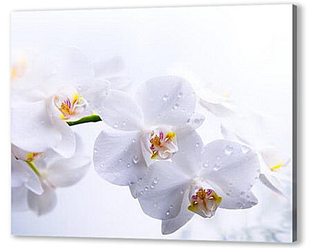 Постер (плакат) - orhidei - орхидеи