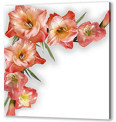 Постер (плакат) - gladiolusy - гладиолусы
