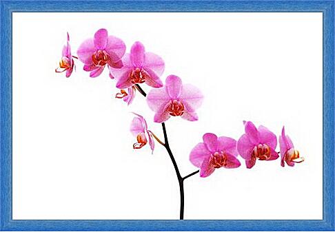 Картина - orhidei - орхидеи