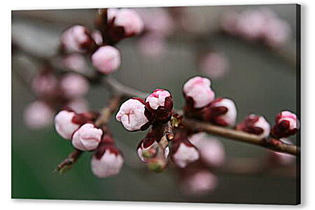 Картина маслом - Apricot blossoms - Абрикос в цвету