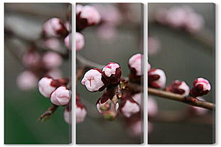 Модульная картина - Apricot blossoms - Абрикос в цвету