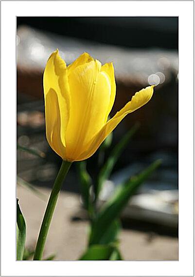 Картина - tulip - Тюльпан