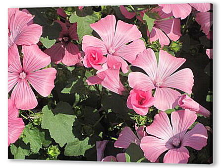 Постер (плакат) - garden flower - Садовый цветок