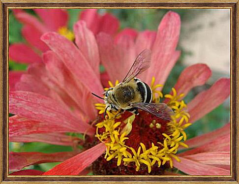 Картина - bee - Пчела