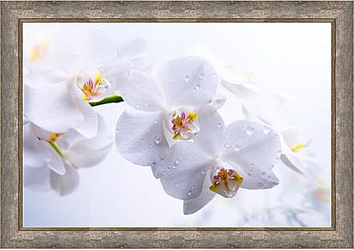 Картина - Orchid - Орхидея