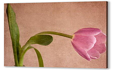 tulip - тюльпан