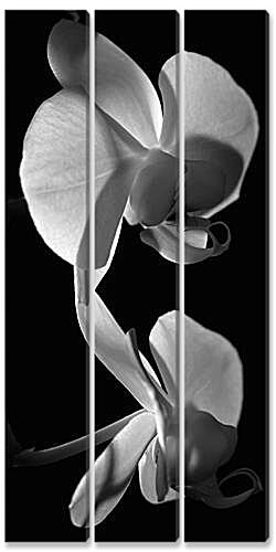 Модульная картина - orchids - Орхидеи