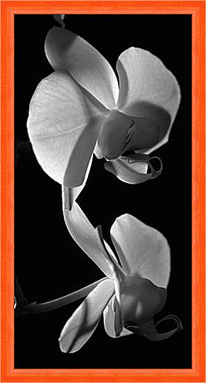 Картина - orchids - Орхидеи