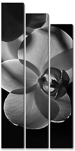 Модульная картина - orchids - Орхидеи