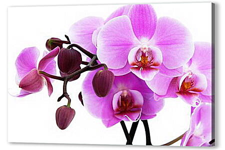 Постер (плакат) - орхидея