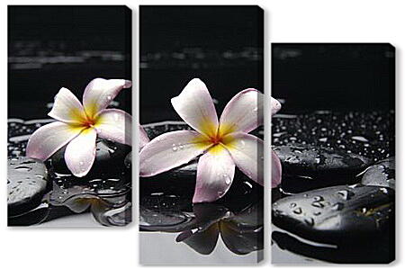 Модульная картина - Flowers - Цветы на черных камнях