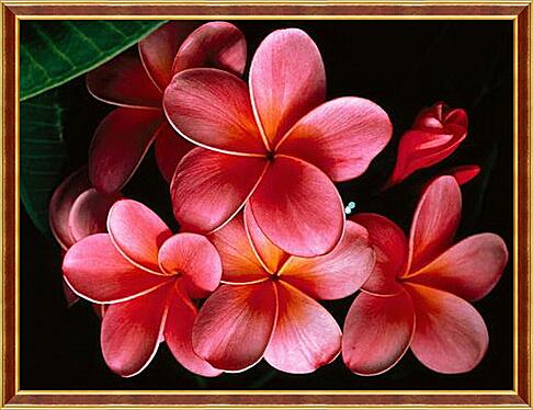 Картина - Pink_Plumerias.jpg - Плюмерия
