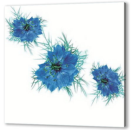 Картина маслом - cornflower on white - Васильки на белом