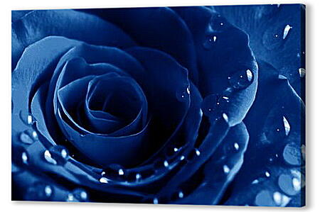Постер (плакат) - Синяя роза