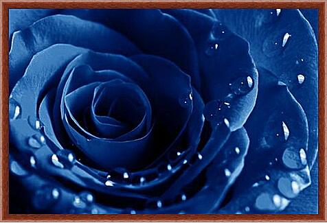 Картина - Синяя роза