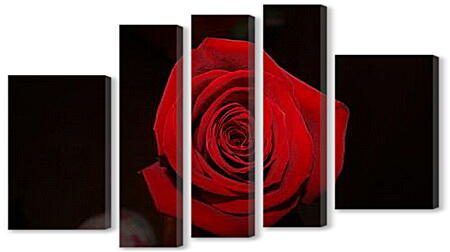 Модульная картина - Роза на черном фоне