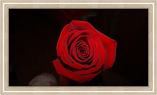 Картина - Роза на черном фоне