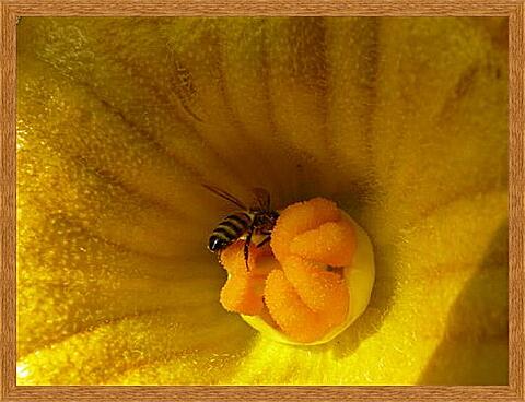 Картина - bee - Пчела