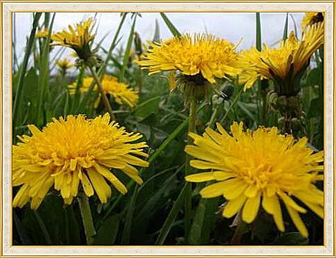 Картина - Одуванчики