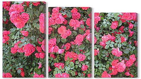 Модульная картина - Розы на природе