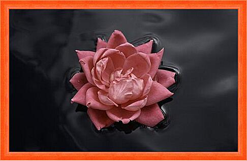 Картина - Роза на воде