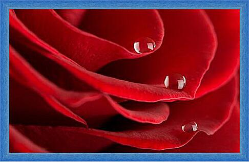 Картина - Лепестки роз с каплями росы