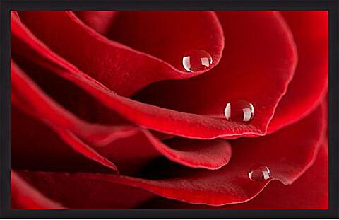 Картина - Лепестки роз с каплями росы