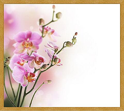 Картина - Орхидеи