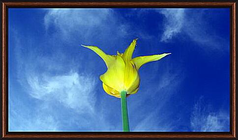 Картина - Желтый тюльпан