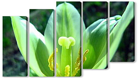 Модульная картина - Зеленый тюльпан