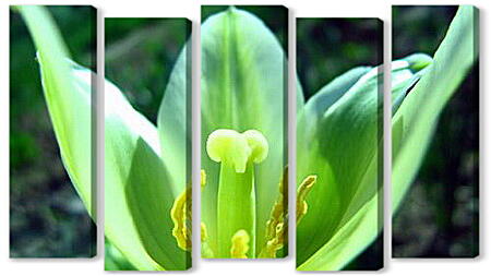 Модульная картина - Зеленый тюльпан