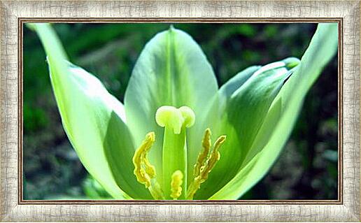Картина - Зеленый тюльпан
