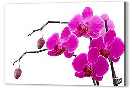 Постер (плакат) - Орхидея