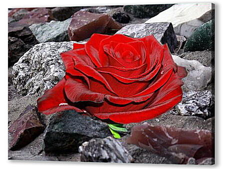 Роза на камнях
