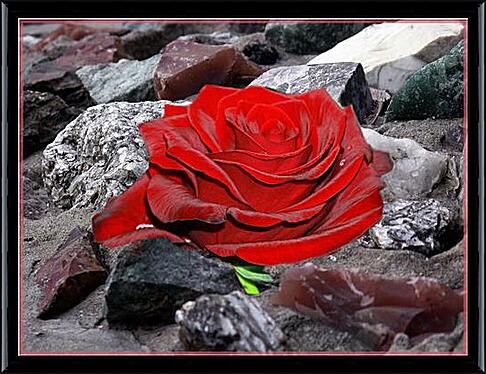 Картина - Роза на камнях