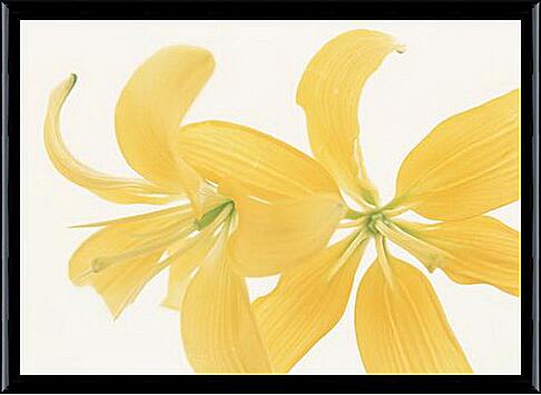 Картина - Нежно-желтые лилии