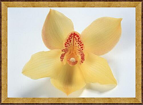 Картина - Оранжевая орхидея