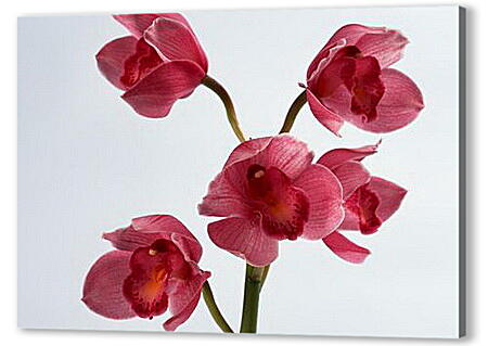 Постер (плакат) - Орхидеи