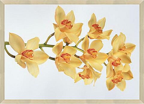 Картина - Желтые орхидеи