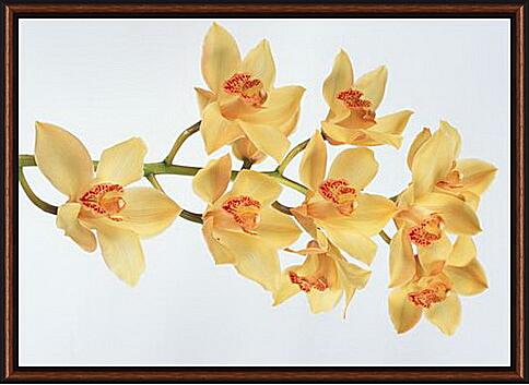 Картина - Желтые орхидеи