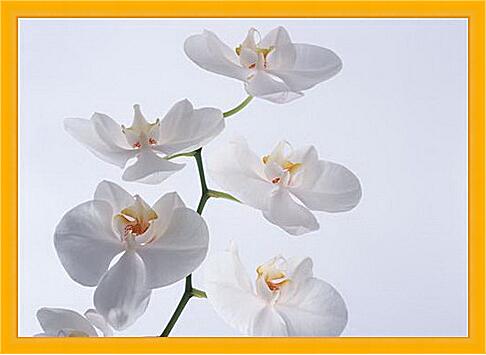 Картина - Белые орхидеи