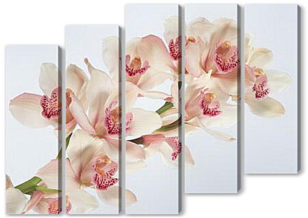 Модульная картина - Бело-розовые орхидеи