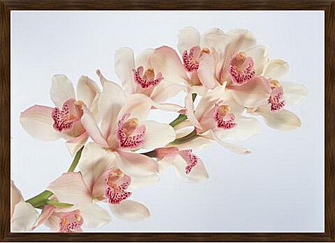 Картина - Бело-розовые орхидеи