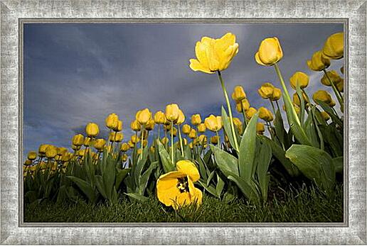 Картина - Желтые тюльпаны