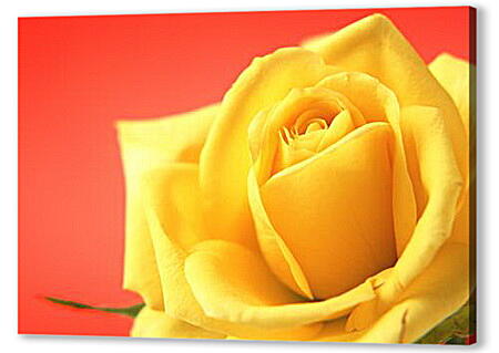 Постер (плакат) - Желтая роза