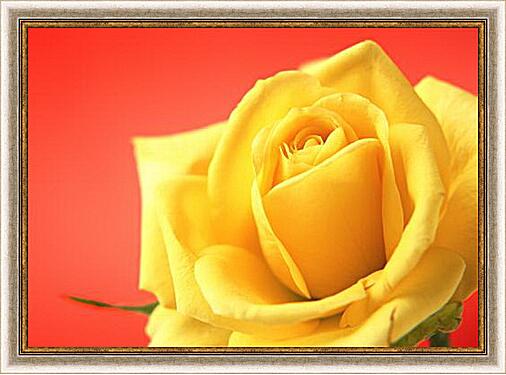 Картина - Желтая роза