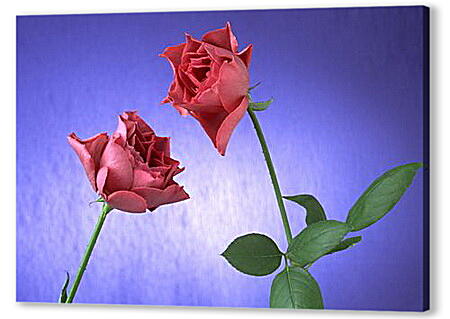 Постер (плакат) - Две розы